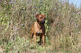 RODESIAN RIDGEBACK 018